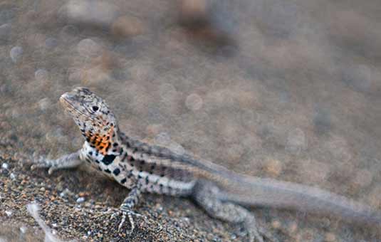 Lava Lizard