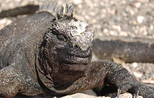 Marine Iguana