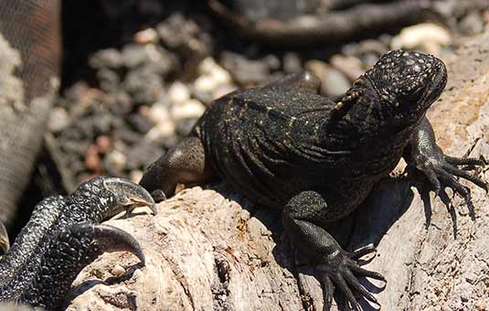 Marine Iguana