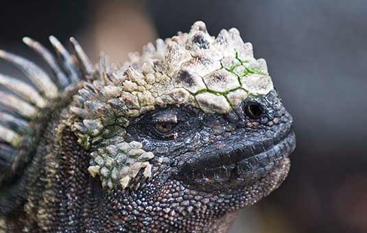 Marine Iguana