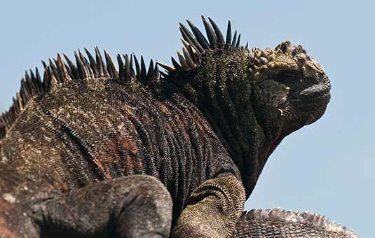 Marine Iguana