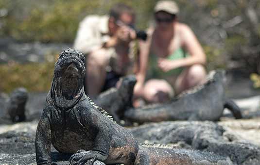 Marine Iguana