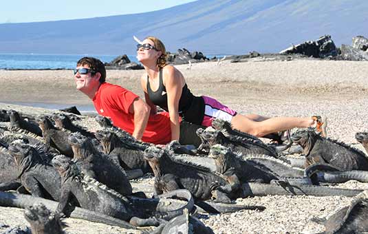 Marine Iguana