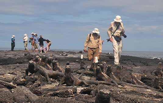 Marine Iguana