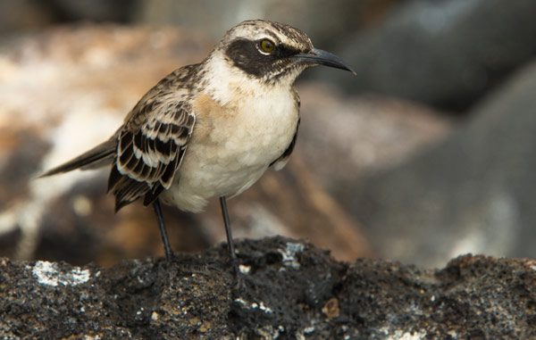 Galapagos Mockingbird