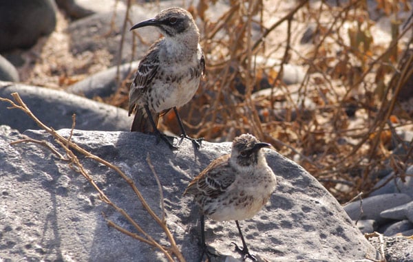 Galapagos Mockingbirds