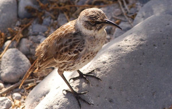 Galapagos Land Birds