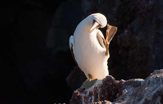 Nazca Booby