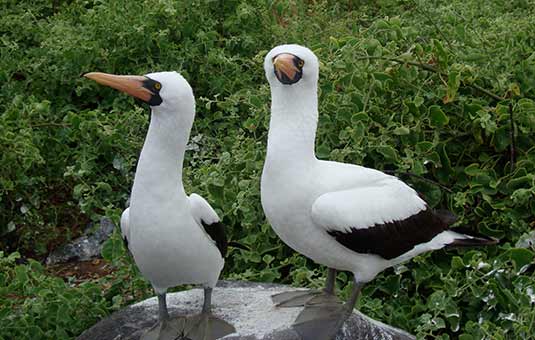 Nazca Booby