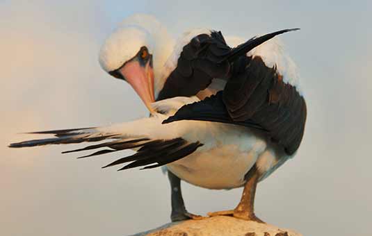 Nazca Booby