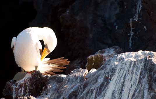 Nazca Booby