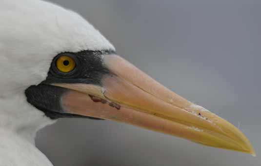 Nazca Booby