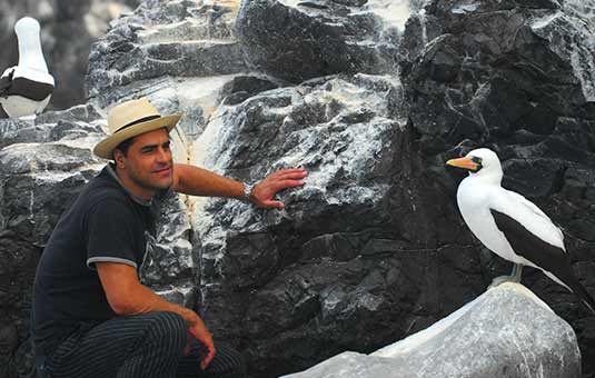 Nazca Booby