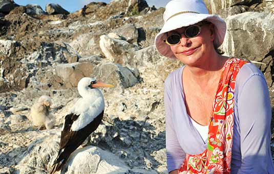 Nazca Booby