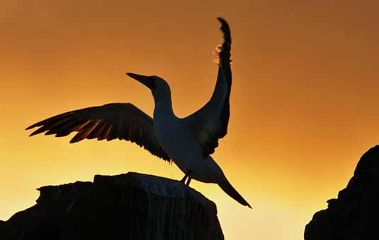 Nazca Booby