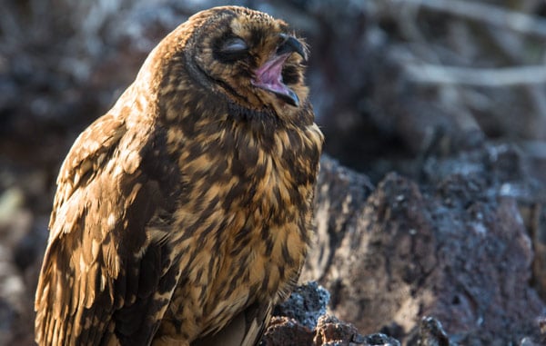 Galapagos Short-eared Owl