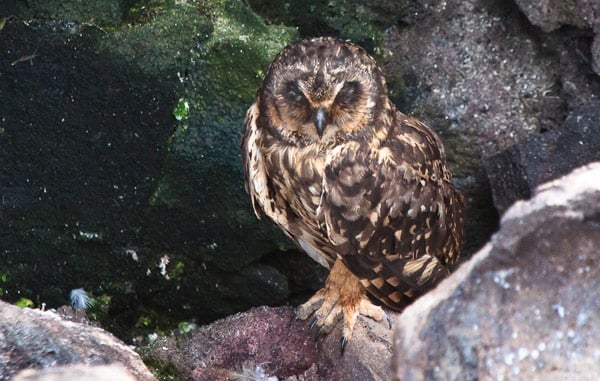 Galapagos Short-eared Owl