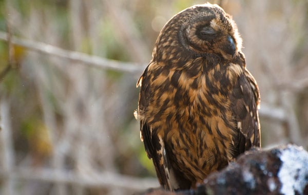 Galapagos Short-eared Owl