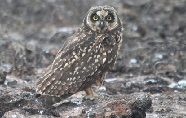 Galapagos Short-eared Owl