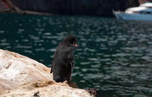 Galapagos Penguin