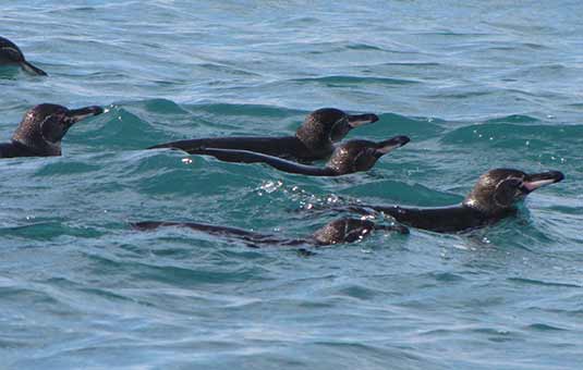 Galapagos Penguin