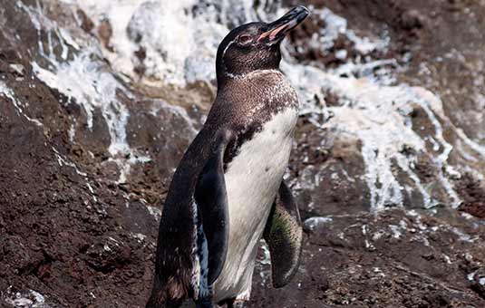 Galapagos Penguin