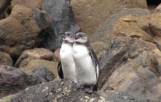 Galapagos Penguin