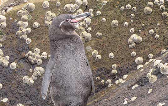 Galapagos Penguin