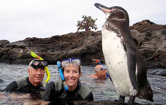 Galapagos Penguin