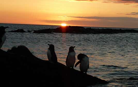 Galapagos Penguin