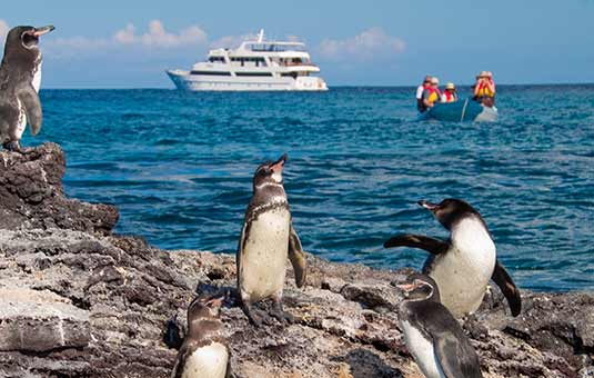 Galapagos Penguin