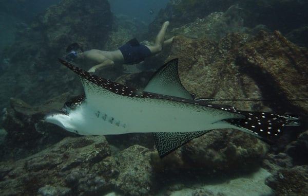 Spotted Eagle Ray