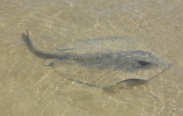 Stingray