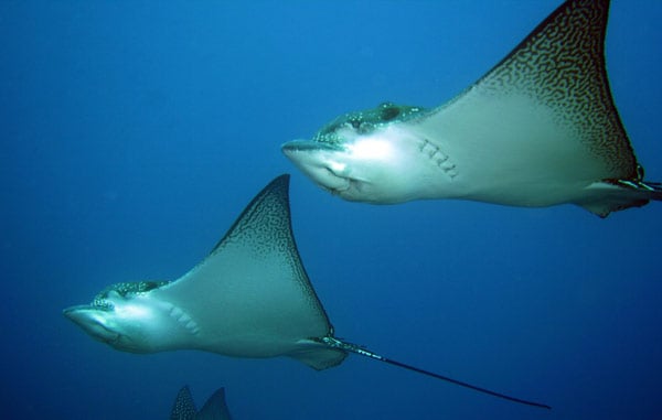 Spotted Eagle Rays