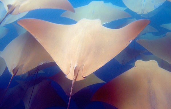 Golden Cownose Rays