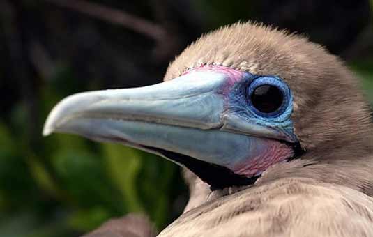 Red-footed booby