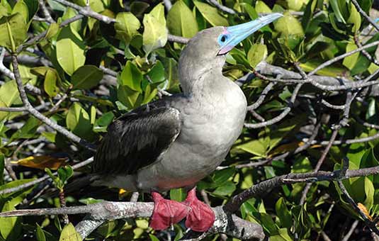 Red-footed booby