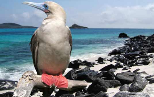 Red-footed booby