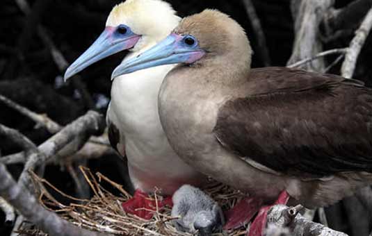 Red-footed booby