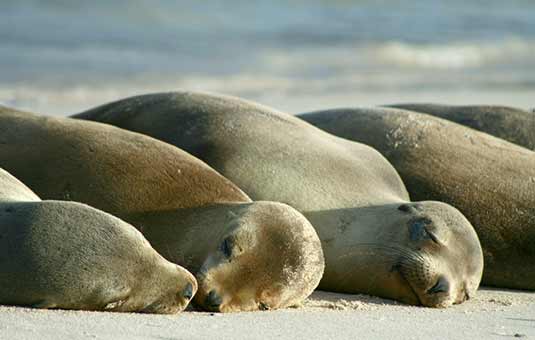 Sea Lions