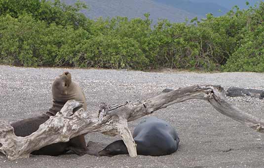 Sea Lions