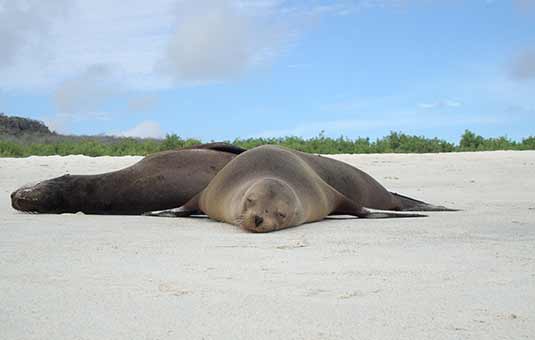 Sea Lions