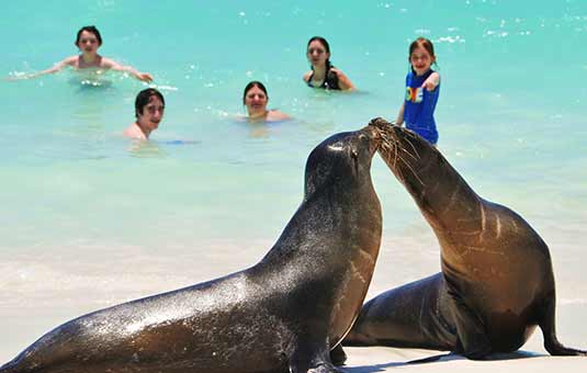 Sea Lions