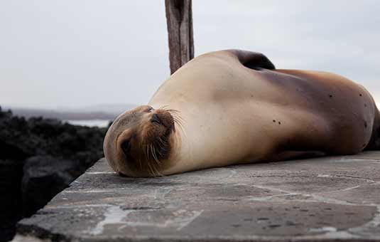 Sea Lions