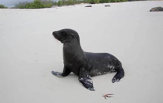 Sea Lions