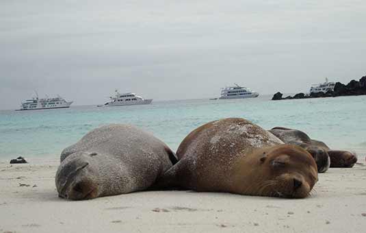 Sea Lions