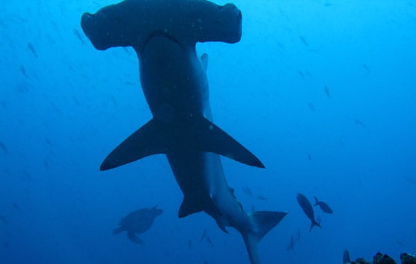 Hammerhead Shark