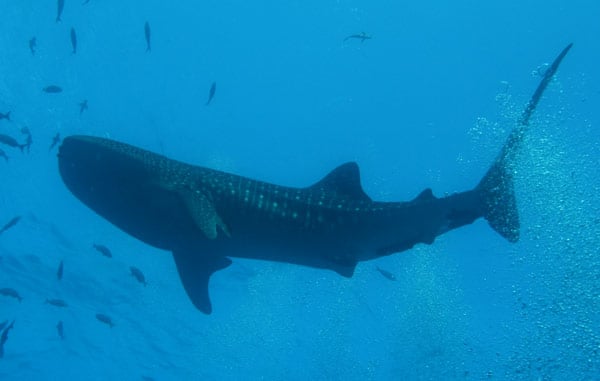 Whale Shark