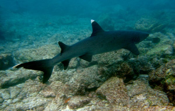 White-tipped Reef Shark