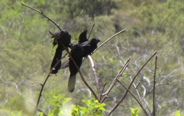 Smooth-billed Ani